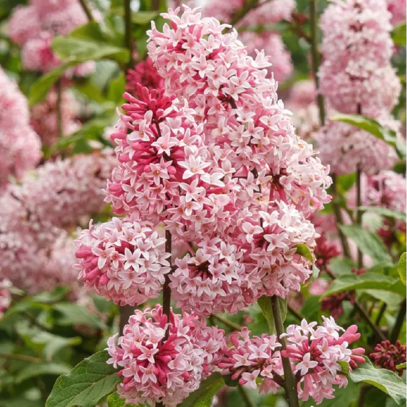 Prestono (kanadinės) alyvos - Syringa prestoniae MISS CANADA