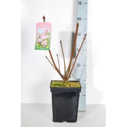 Syringa prestoniae MISS CANADA