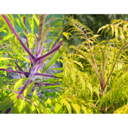 Rhus typhina Bailtiger TIGER EYES