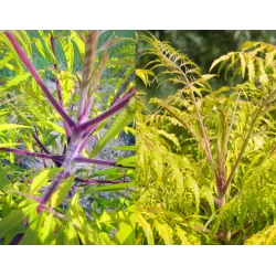 Rhus typhina Bailtiger TIGER EYES