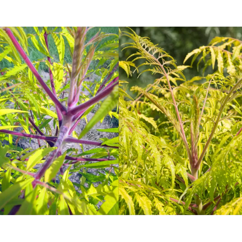 Rūgštusis žagrenis - Rhus typhina TIGER EYES