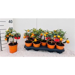 Citrus margarita Kumquats mini-stem Kumquat Ophelia P12 20CM