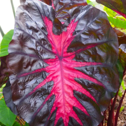 Colocasia REDEMPTION