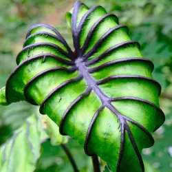 Colocasia PHARAOHS MASK