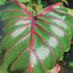 Colocasia PHARAOHS MASK RED