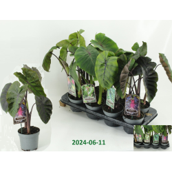 Colocasia MADEIRA STAR