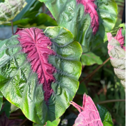 Colocasia MADEIRA STAR