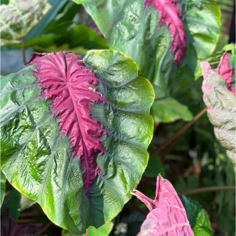 Colocasia MADEIRA STAR