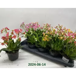 Lewisia cotyledon MOUNTAIN DREAMS