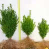 Paprastasis buksmedis - Buxus suffruticosa