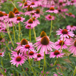 Ežiuolė - Echinacea purpurea