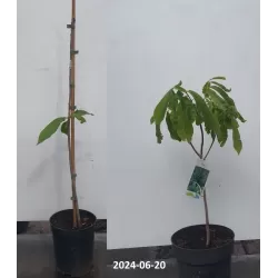 Triskiautė azimina - Asimina triloba