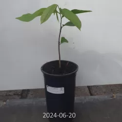 Triskiautė azimina - Asimina triloba