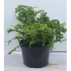 Tunbergo raugerškis - Berberis thunbergii GREEN ORNAMENT