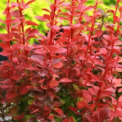 Tunbergo raugerškis - Berberis thunbergii 'Orange Rocket' PBR P10.5