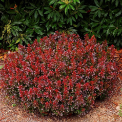 Berberis thunbergii BAGATELLE