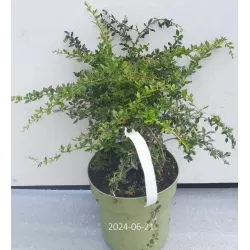 Karpotasis raugerškis - Berberis verruculosa
