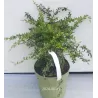 Karpotasis raugerškis - Berberis verruculosa