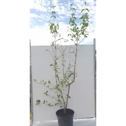 Dogwood - Cornus mas VYTAUTAS