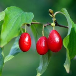 Geltonžiedė sedula - Cornus mas VYTAUTAS