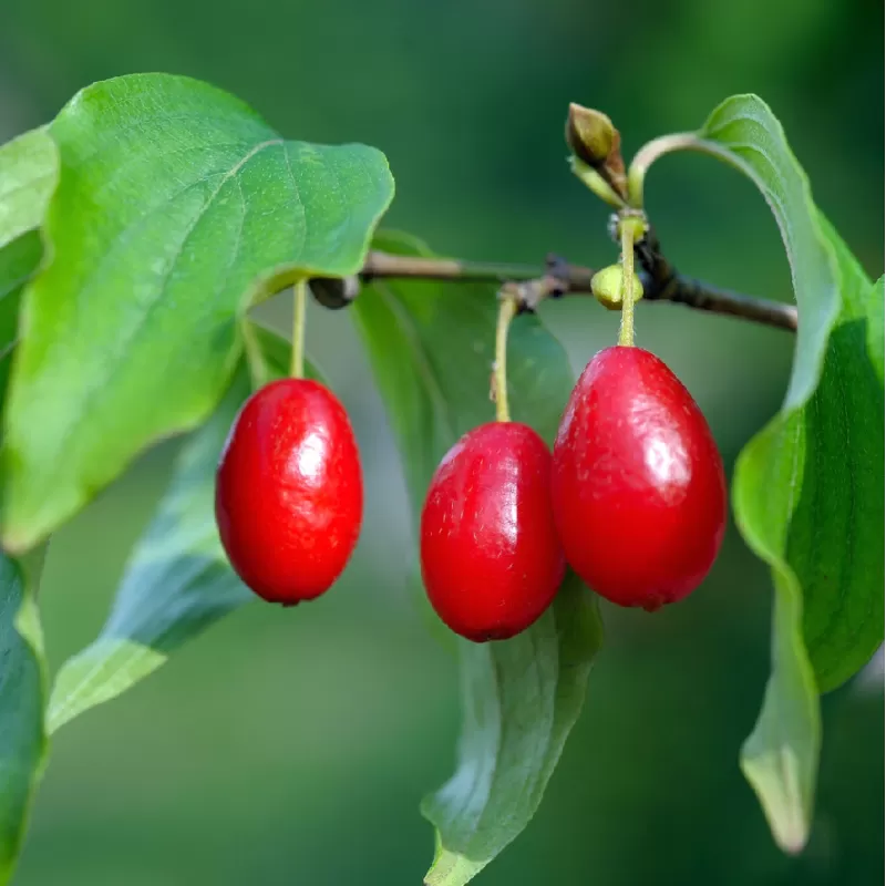 Dogwood - Cornus mas VYTAUTAS