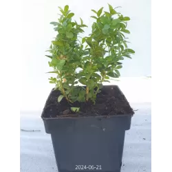 Buxus sempervirens BLAUER HEINZ