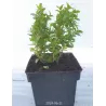 Paprastasis buksmedis - Buxus sempervirens BLAUER HEINZ