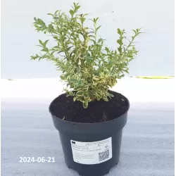 Paprastasis buksmedis - Buxus sempervirens ELEGANTISSIMA