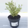 Paprastasis buksmedis - Buxus sempervirens ELEGANTISSIMA