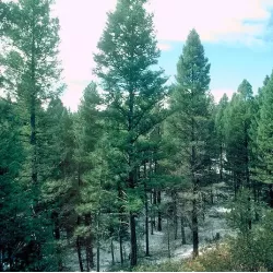 Didžiųjų pocūgių sodinukai su pristatymu į namus