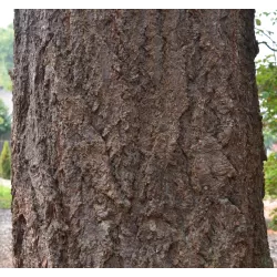 Didžioji pocūgė - Pseudotsuga menziesii