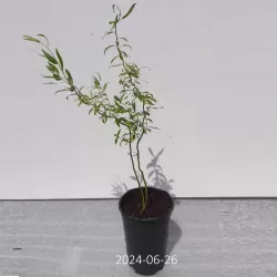 Kraipusis gluosnis - Salix matsudana TORTUOSA