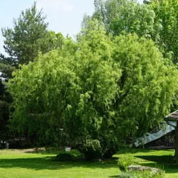 Kraipusis gluosnis - Salix matsudana TORTUOSA