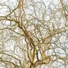 Kraipusis gluosnis - Salix matsudana TORTUOSA