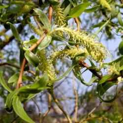 Kraipusis gluosnis - Salix matsudana TORTUOSA