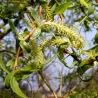 Kraipusis gluosnis - Salix matsudana TORTUOSA