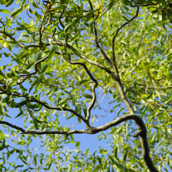 Salix babylonica var. pekinensis TORTUOSA