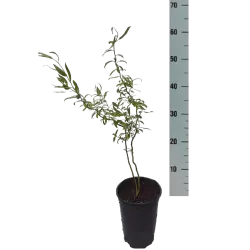 Kraipusis gluosnis - Salix matsudana TORTUOSA