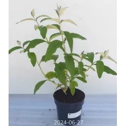 Davido budlėja - Buddleja davidii FREE PETITE TUTTI FRUITTI