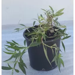 Davido budlėja - Buddleja davidii FREE PETITE LAVENDER FLOW