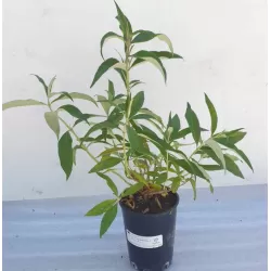 Buddleja davidii WHITE BALL
