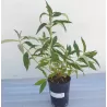 Buddleja davidii WHITE BALL