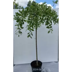 Blindžių Kilmarnok sodinukai su pristatymu į namus