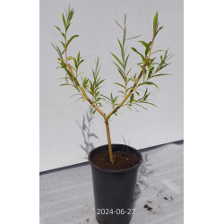 Svyruoklinis gluosnis - Salix alba Tristis RESISTENTA