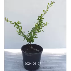 Quince - Chaenomeles japonica CIDO RED