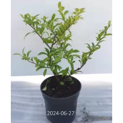 Svarainis puošnusis - Chaenomeles x superba NICOLINE