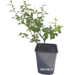 Gražusis svarainis - Chaenomeles speciosa FRIESDORFER TYP 205