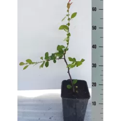 Užsisakyk augalus pavasariui jau dabar