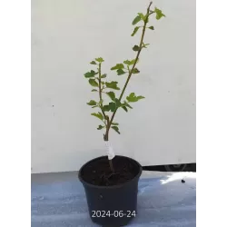 Figmedis - Ficus carica DESSERT KING