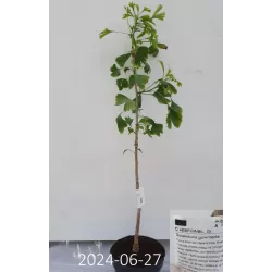 Dviskiaučių ginkmedžių sodinukai su pristatymu į namus